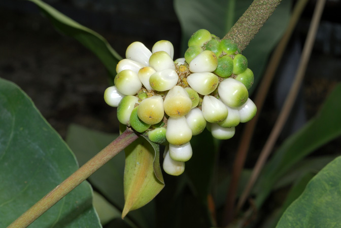 From Mexico (Jalisco, 1000m), pictured in the Botanischer Garten der Universitat Göttingen (Germany) Image Copyright © 2011 by David Scherberich