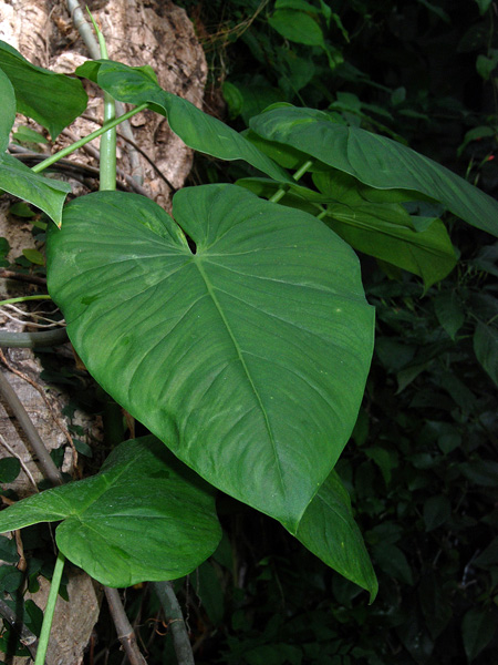 文件:Philojacquinii 02.jpg