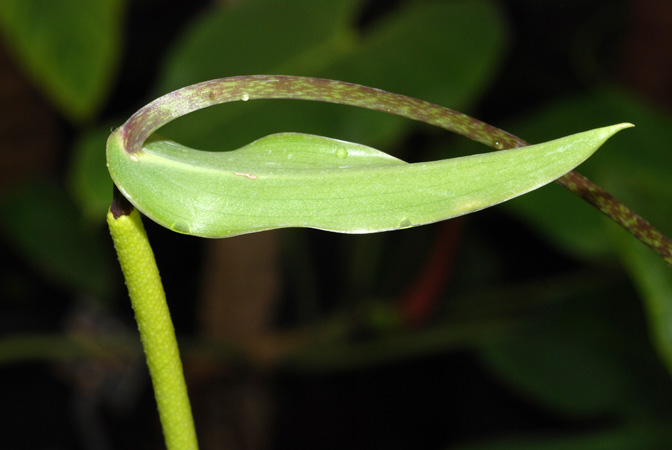 Pictured at the Jardin Botanique de Lyon (France) Image Copyright © 2012 by David Scherberich