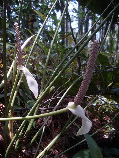 文件:Anthhuixtlense 03.jpg