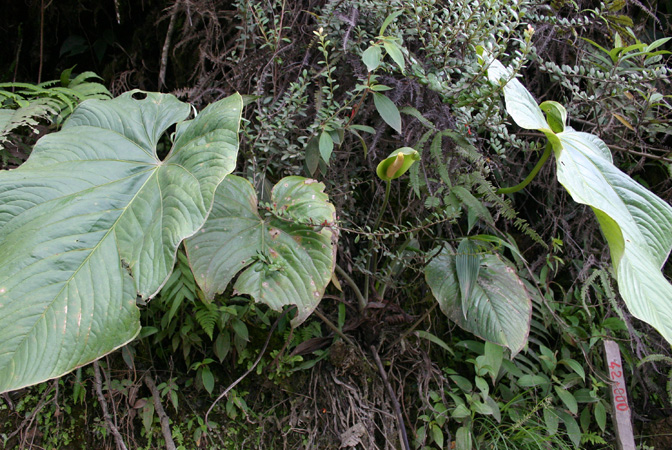 Pictured in Ecuador Image Copyright © 2008 by Josiane Guiard