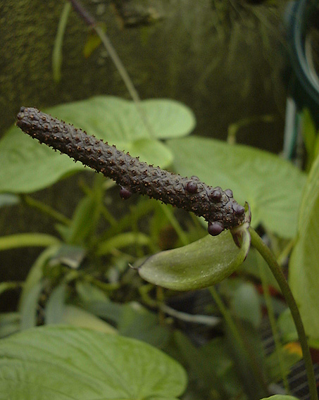 文件:Anthspecu 04.jpg