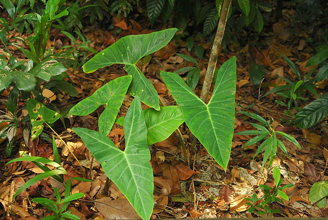 Pictured in Bukit Timah, Singapore Image Copyright © 2011 by Lars Nauheimer