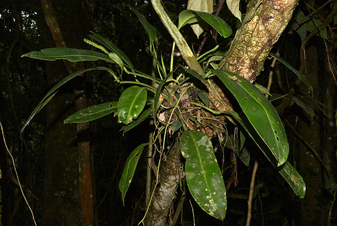 Croat 105877 pictured in Yasuni National Park (Orellana, Ecuador) Image Copyright © 2015 by David Scherberich