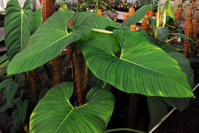 Pictured at the Jardin Botanique de Lyon (France) Image Copyright © 2014 by David Scherberich