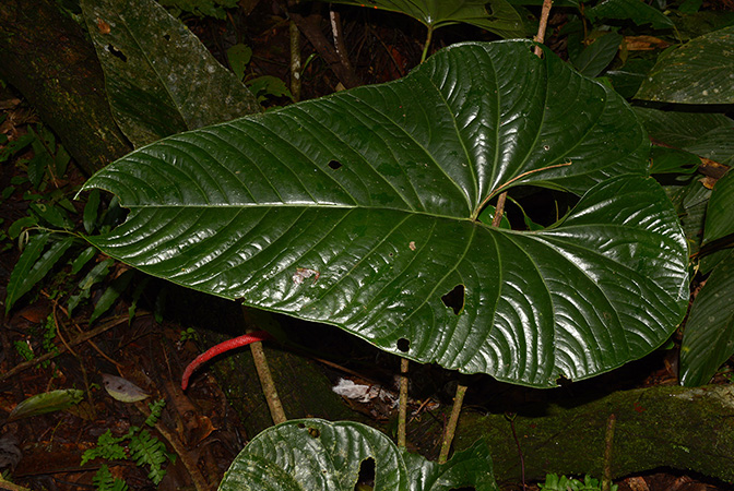 Croat 105833 pictured in Yasuni National Park (Orellana, Ecuador) Image Copyright © 2015 by David Scherberich
