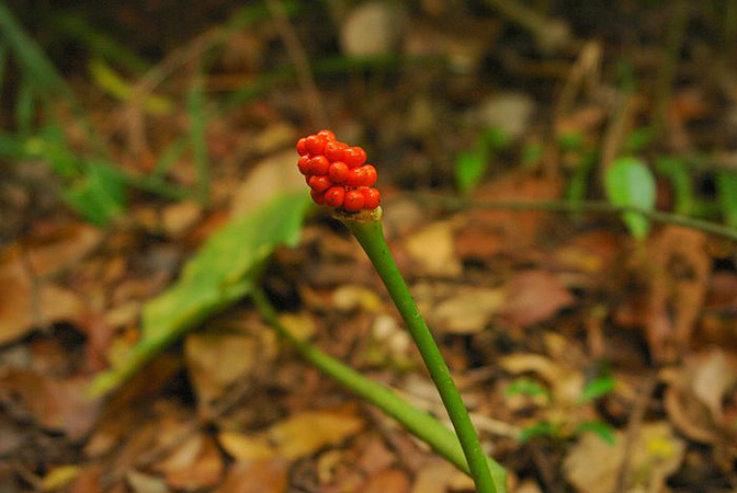 Pictured in Bukit Timah, Singapore Image Copyright © 2011 by Lars Nauheimer