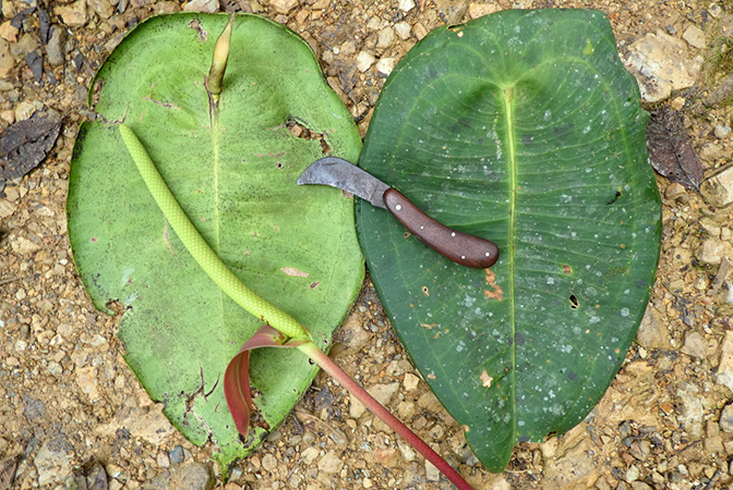 Pictured in Montezuma, Risaralda, Colombia Image Copyright © 2019 by Bruce Dunstan