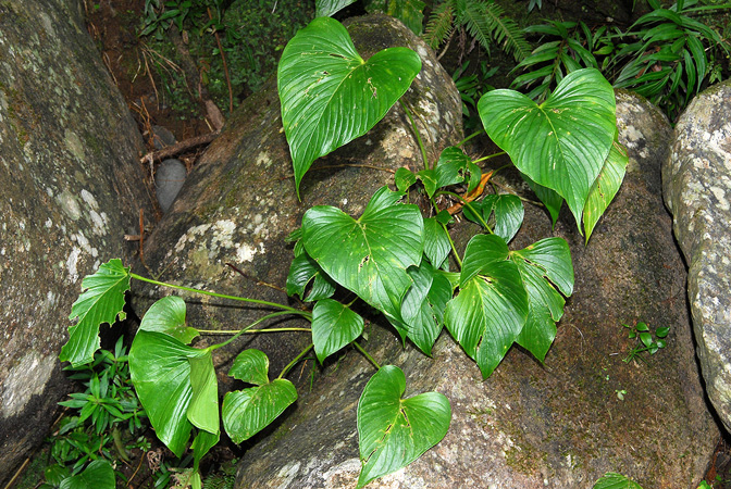 文件:AnthrivulareCroat104063 04.jpg