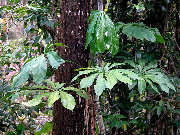 Pictured in Guadeloupe: Basse-Terre Image Copyright © 2007 by David Scherberich