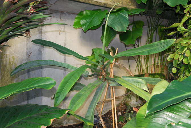 Donated by Roberto Burle-Marx, pictured in Royal Botanic Gardens, Kew Image Copyright © 2012 by David Scherberich