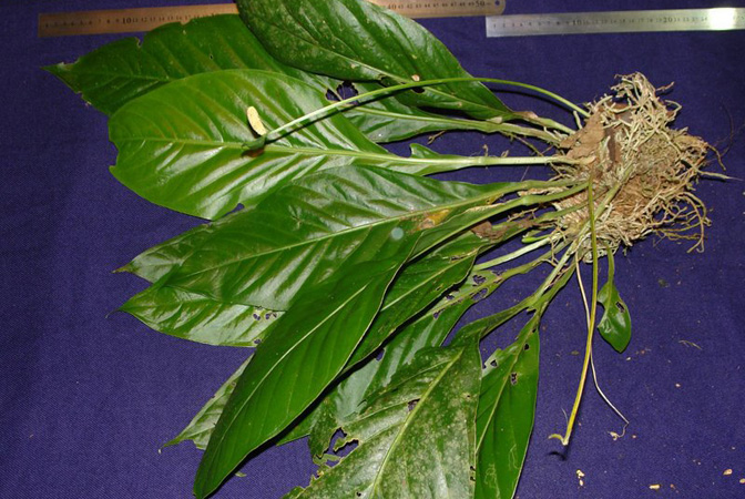 Pictured in Panama Image Copyright © 2011 by Lars Nauheimer