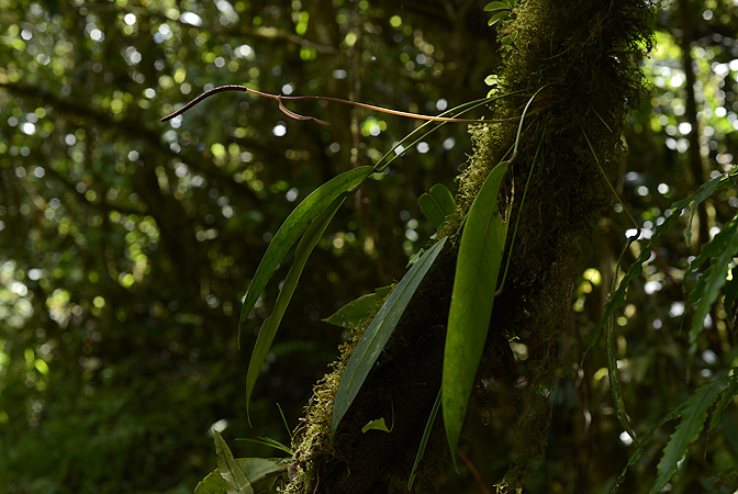 Pictured in Chiriquí, Panama Image Copyright © 2014 by Fred Muller