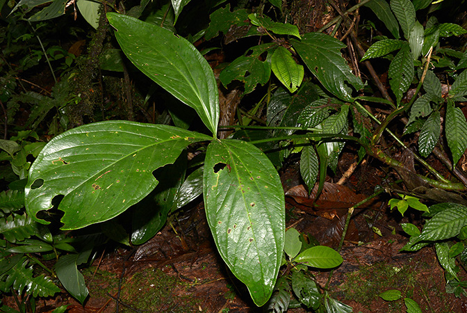 Pictured near Shell (Pastaza, Equador) Image Copyright © 2015 by David Scherberich