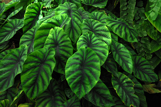 Pictured at the Jardin Botanique de Lyon (France) Image Copyright © 2013 by David Scherberich