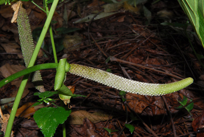Croat 103925, pictured at the Jardín Botánico Del Quindío (Calarcá, Colombia) Image Copyright © 2013 by David Scherberich