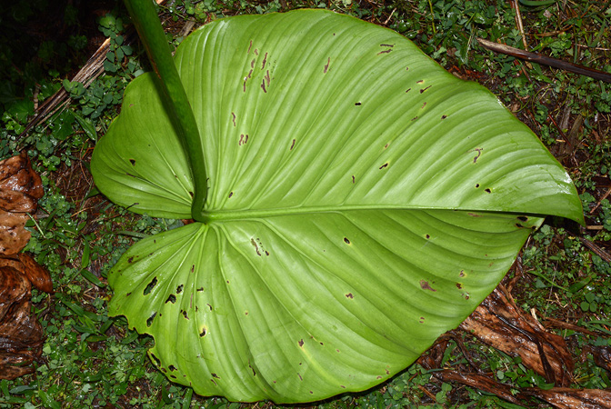 文件:PhilogribianumCroat 04.jpg