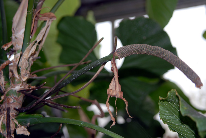 Pictured at the Arboretum de Chevreloup (Paris, France) Image Copyright © 2007 by David Scherberich