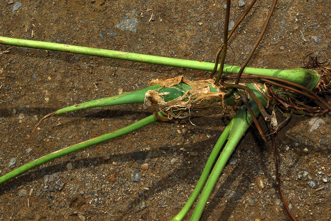 Croat 104199, pictured in Carchi, Ecuador Image Copyright © 2013 by David Scherberich
