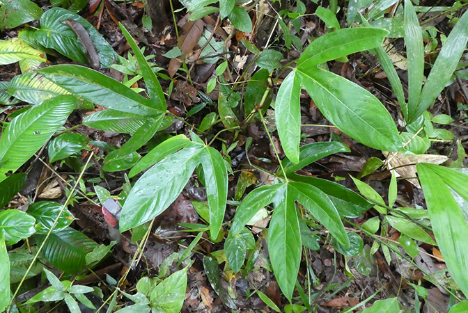 Pictured in Quibdo, Choco, Colombia Image Copyright © 2019 by Bruce Dunstan