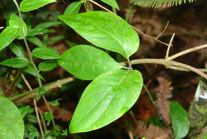 文件:AnthtrisectumLN022 01.jpg