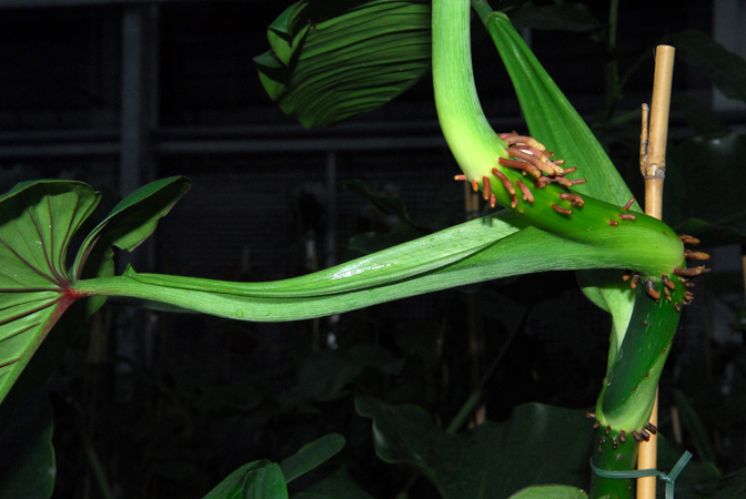 I.G.Hodgson 60 from Napo, Ecuador Pictured in Royal Botanic Gardens, Kew Image Copyright © 2012 by David Scherberich