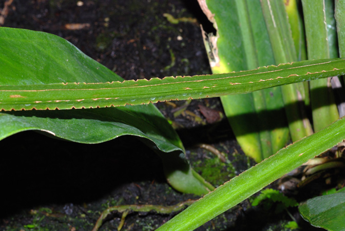 文件:AnthBRE020589 01.jpg