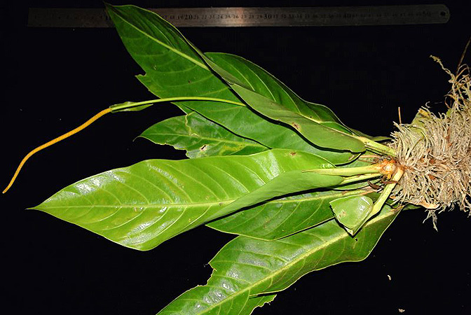 Pictured in Panama Image Copyright © 2011 by Lars Nauheimer