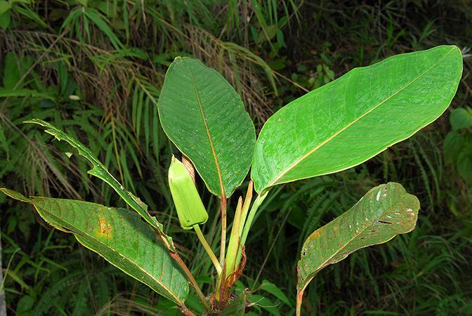 Croat 104097, pictured in Esmeraldas, Ecuador Image Copyright © 2013 by David Scherberich