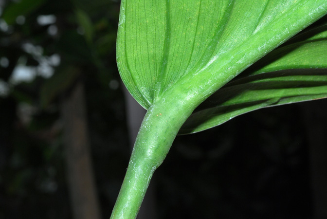 From Sucumbios, Ecuador, pictured at the Jardin Botanique du Montet (Nancy, France) Image Copyright © 2012 by David Scherberich