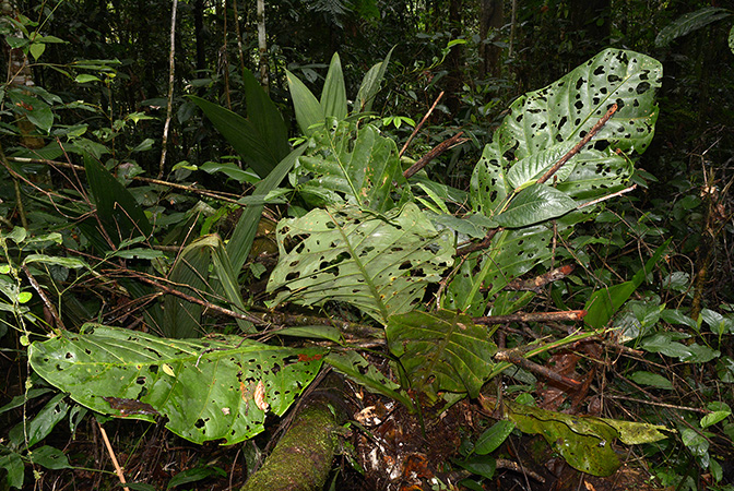 Pictured in Yasuni National Park (Orellana, Ecuador) Image Copyright © 2015 by David Scherberich