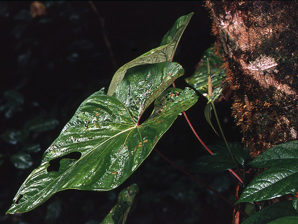 Pictured in French Guiana: Kaw Image Copyright © 2006 by David Scherberich