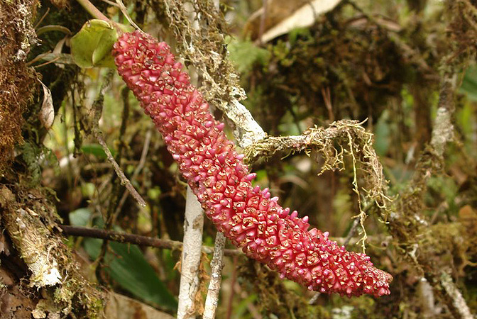 Pictured in Ecuador Image Copyright © 2011 by Lars Nauheimer