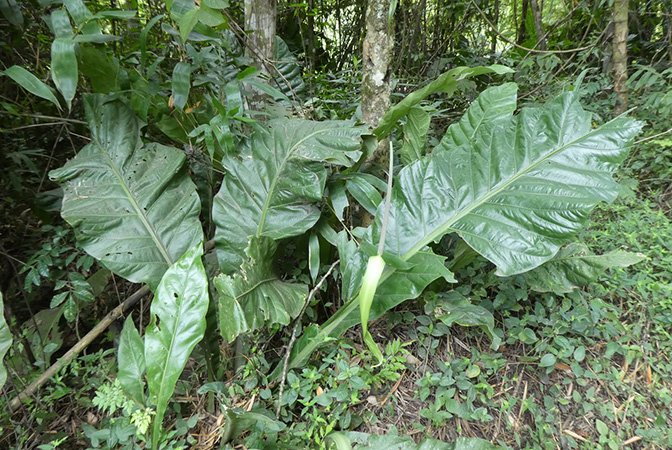 Pictured in Antioquia, Colombia Image Copyright © 2019 by Bruce Dunstan