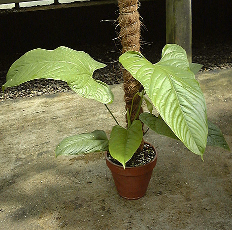 文件:Anth793916ncy 02.jpg