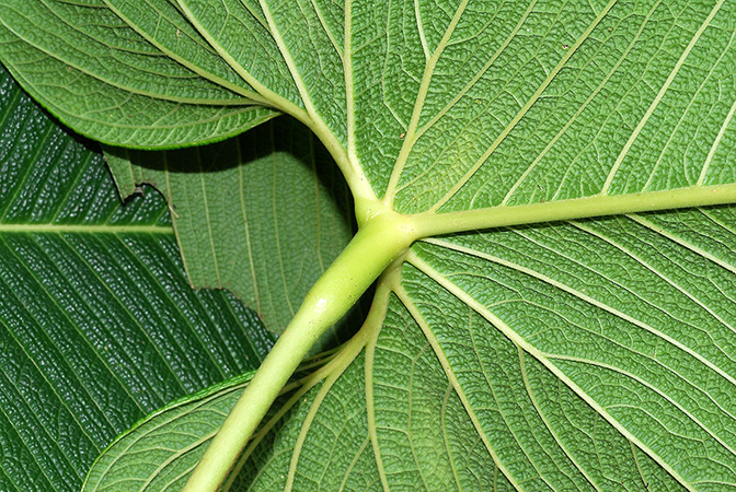 Croat 104232, pictured in Carchi, Ecuador Image Copyright © 2013 by David Scherberich