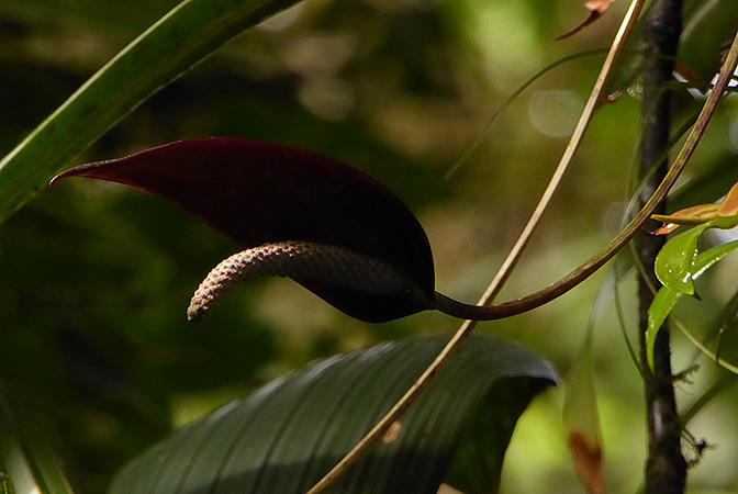 Pictured in Cerro Mariposa, Santa Fe, Panama Image Copyright © 2016 by Bruce Dunstan