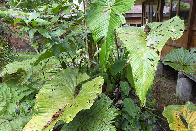 Pictured in La Planada Reserve, Narino, Colombia Image Copyright © 2018 by Bruce Dunstan