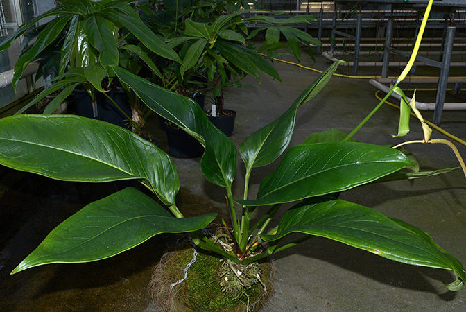 Croat 36601 from Turrialba/Costa Rica, pictured in Royal Botanic Gardens, Kew Image Copyright © 2015 by David Scherberich