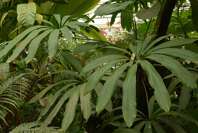 Pictured in the Botanischer Garten München (Germany) Image Copyright © 2016 by David Scherberich