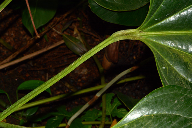 As Anthurium rhodostachyum, pictured in the Botanischer Garten München (Germany) Image Copyright © 2016 by David Scherberich