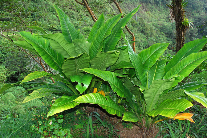 Pictured in Caqueta, Colombia Image Copyright © 2013 by David Scherberich