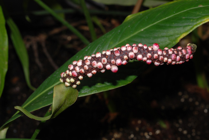 RMP 3166, from Chiriqui (Panama), pictured at the Jardin Botanique de Lyon (France) Image Copyright © 2013 by David Scherberich