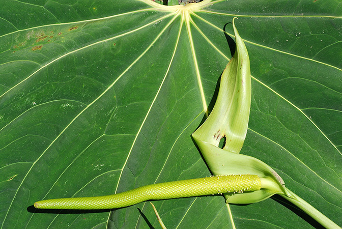 Croat 104539 pictured in Carchi, Ecuador Image Copyright © 2013 by David Scherberich