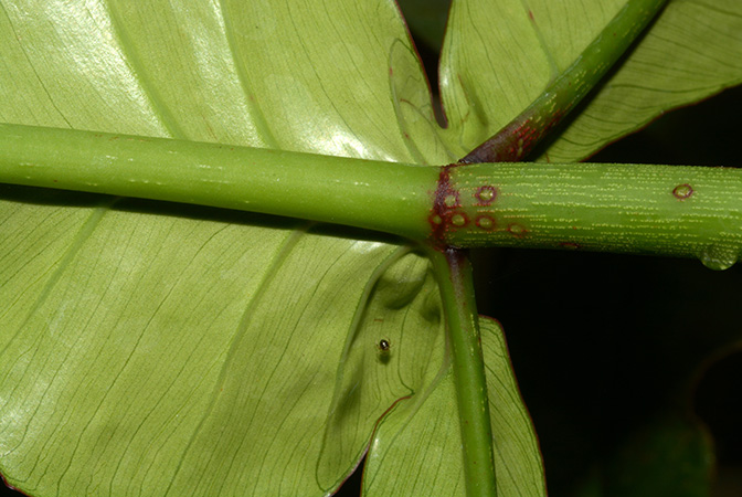 文件:Philojoepii123008NCY 03.jpg