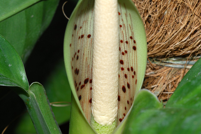 Croat 102439 from Sipaliwini, Suriname Pictured at the Jardin Botanique du Montet (Nancy, France) Image Copyright © 2013 by David Scherberich