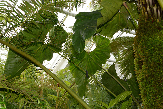 Pictured in the Botanischer Garten München (Germany) Image Copyright © 2016 by David Scherberich