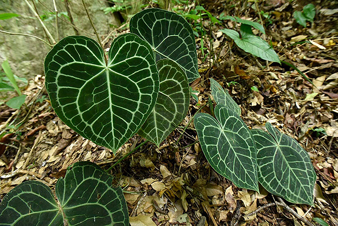 Pictured in Chiapas, Mexico Image Copyright © 2019 by Fred Muller