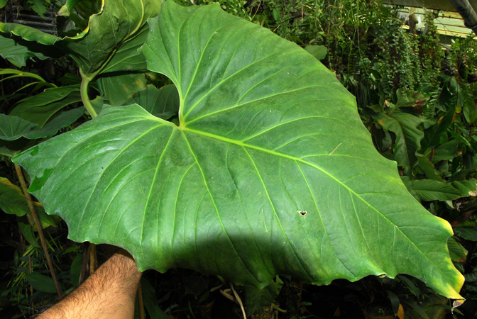 Pictured in the Botanischer Garten der Universitat Göttingen (Germany) Image Copyright © 2011 by David Scherberich