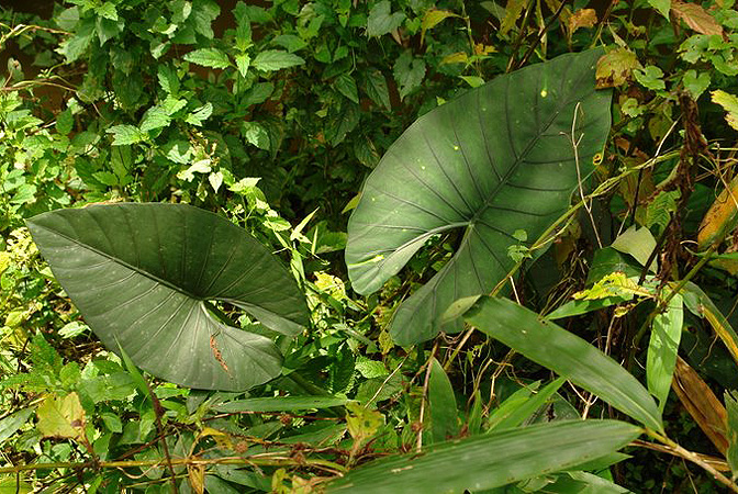 Pictured in Borneo: Sarawak Image Copyright © 2011 by Lars Nauheimer